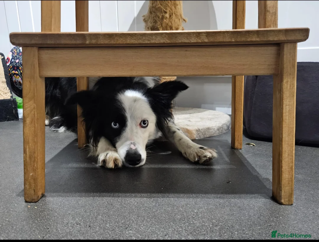 Border Collie dogs for sale: Loving young female border collie for pet home - Advert 2