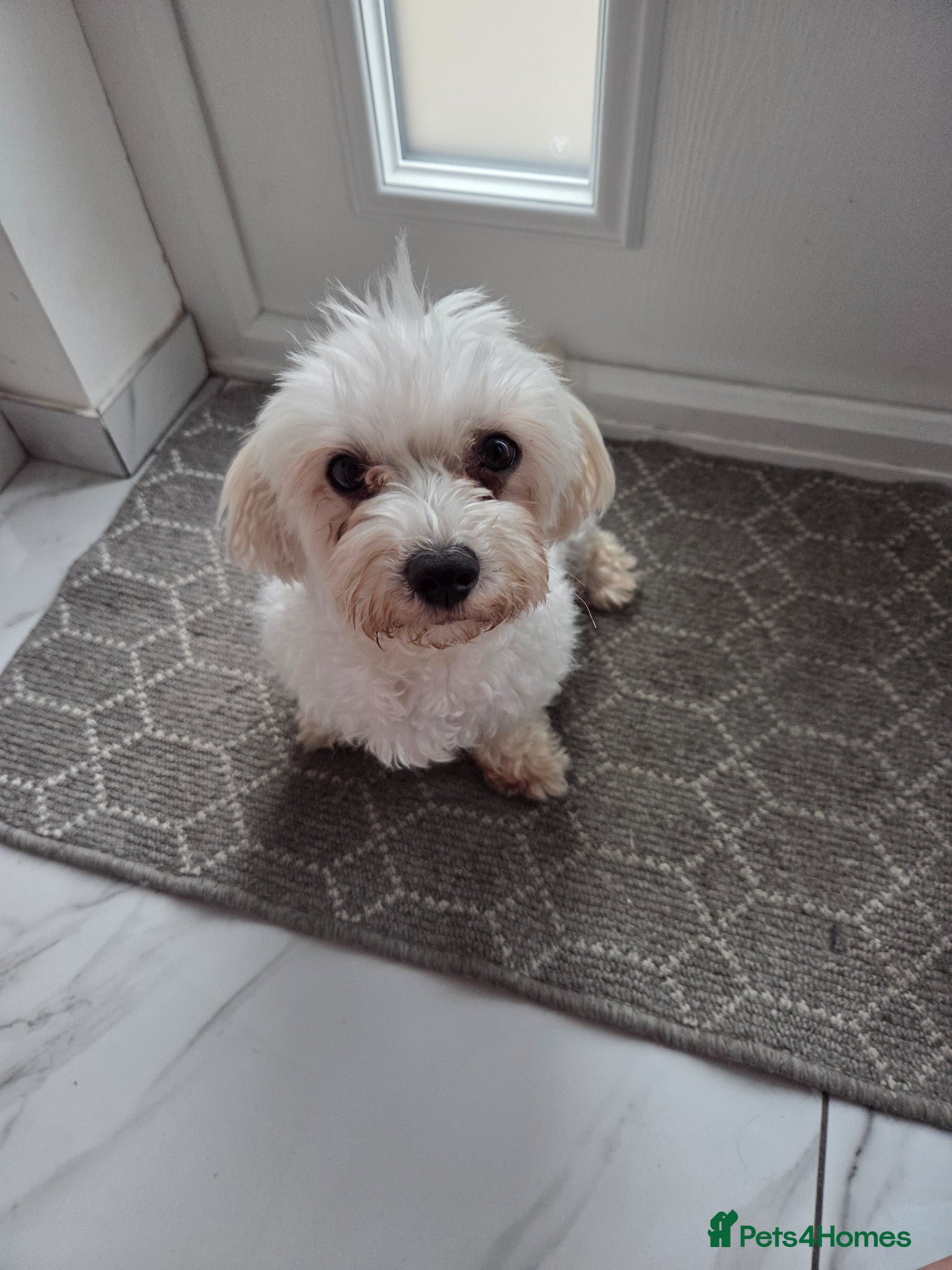 Maltese dogs for sale: Maltese dog for sale - Advert 2