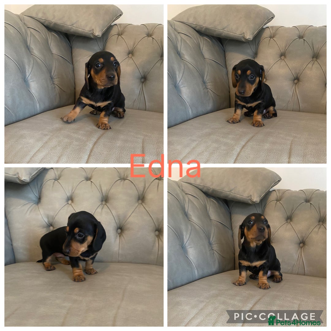 Miniature Dachshund dogs for sale: Miniture dachshund puppies  - Advert 4