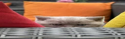 British Shorthair cats for sale: British Shorthair Kittens - GCCF - Advert 24