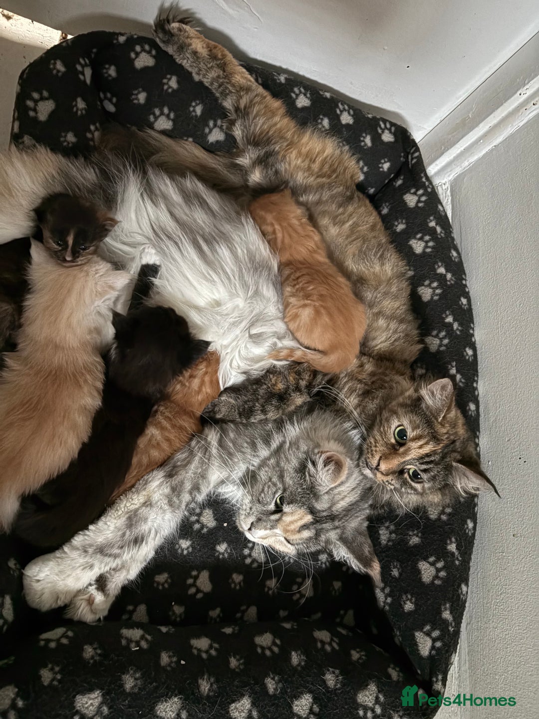 Maine Coon cats for sale: Maine coon and maine coon cross kittens ready.  - Image 15