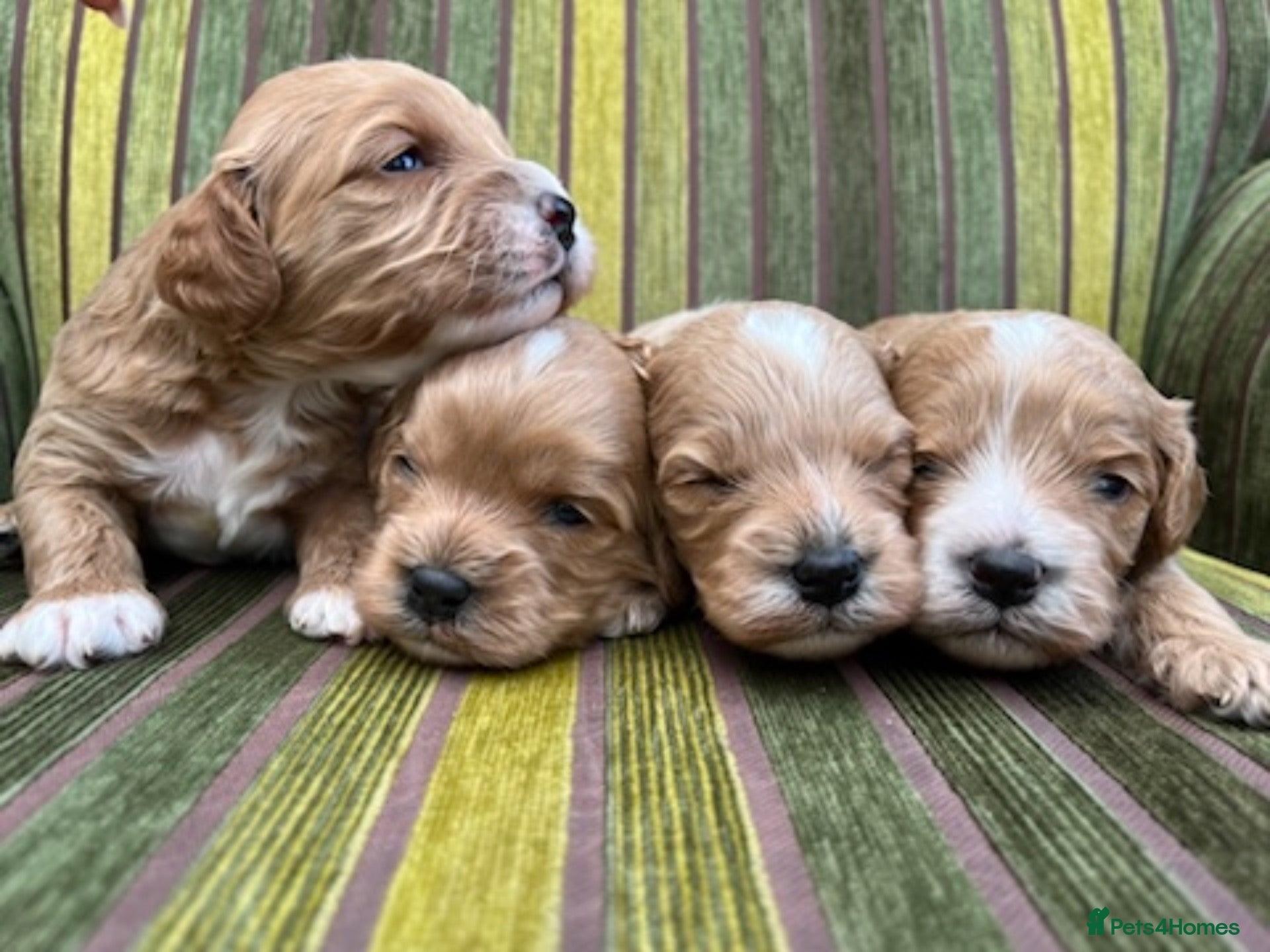 Cavapoo dogs F1 CAVAPOO PUPPIES  - Advert 15