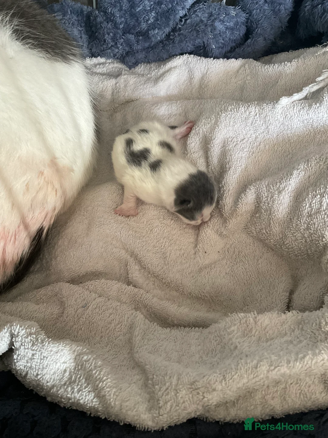 Mixed Breed cats for sale: Ready to leave mum  **  sunday - Advert 4