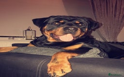 Rottweiler dogs for sale: Old fashioned big rottweiler pups  - Image 18