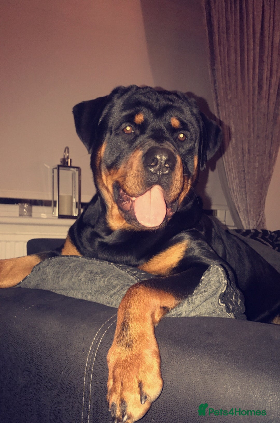 Rottweiler dogs for sale: Old fashioned big rottweiler pups  - Image 18