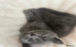 British Shorthair cats for sale: Beautiful British short hair kittens  in Manchester - Image 31