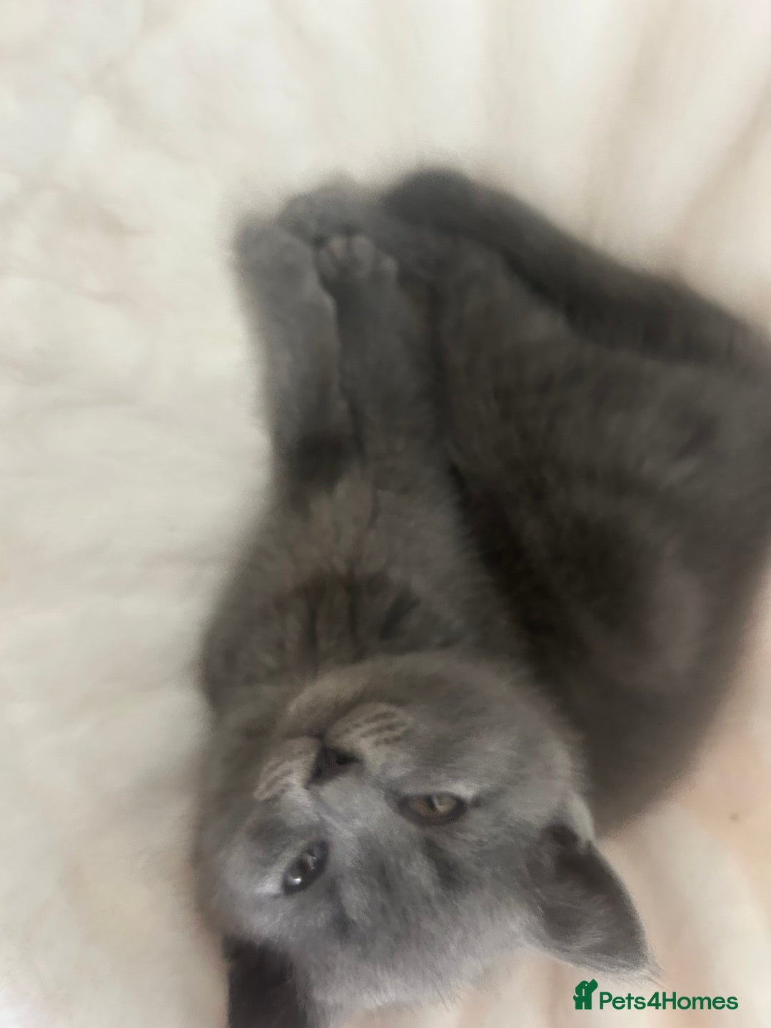 British Shorthair cats for sale: Beautiful British short hair kittens  in Manchester - Image 31