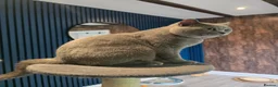 British Shorthair cats for stud: GCCF/TICA British Shorthair Stud - Advert 6