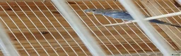 Budgerigars birds for sale: Dun fallow split black face split blackwing male  - Advert 2