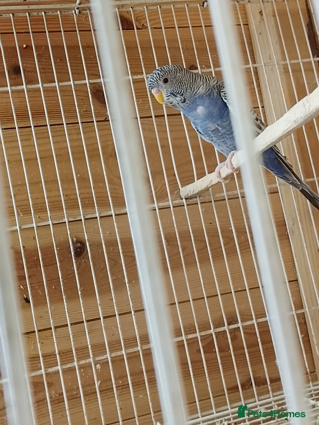 Budgerigars birds for sale: Dun fallow split black face split blackwing male  - Advert 2