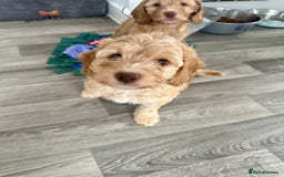 Cockapoo dogs for sale: - 3 Cockapoo Puppies - ! collect today ! Chester - - Image 1