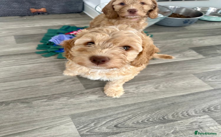 Cockapoo dogs for sale - Advert 1