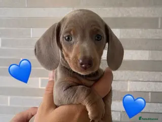 Miniature Dachshund dogs Quality long hair & smooth miniature Daxi puppy’s - Advert 17