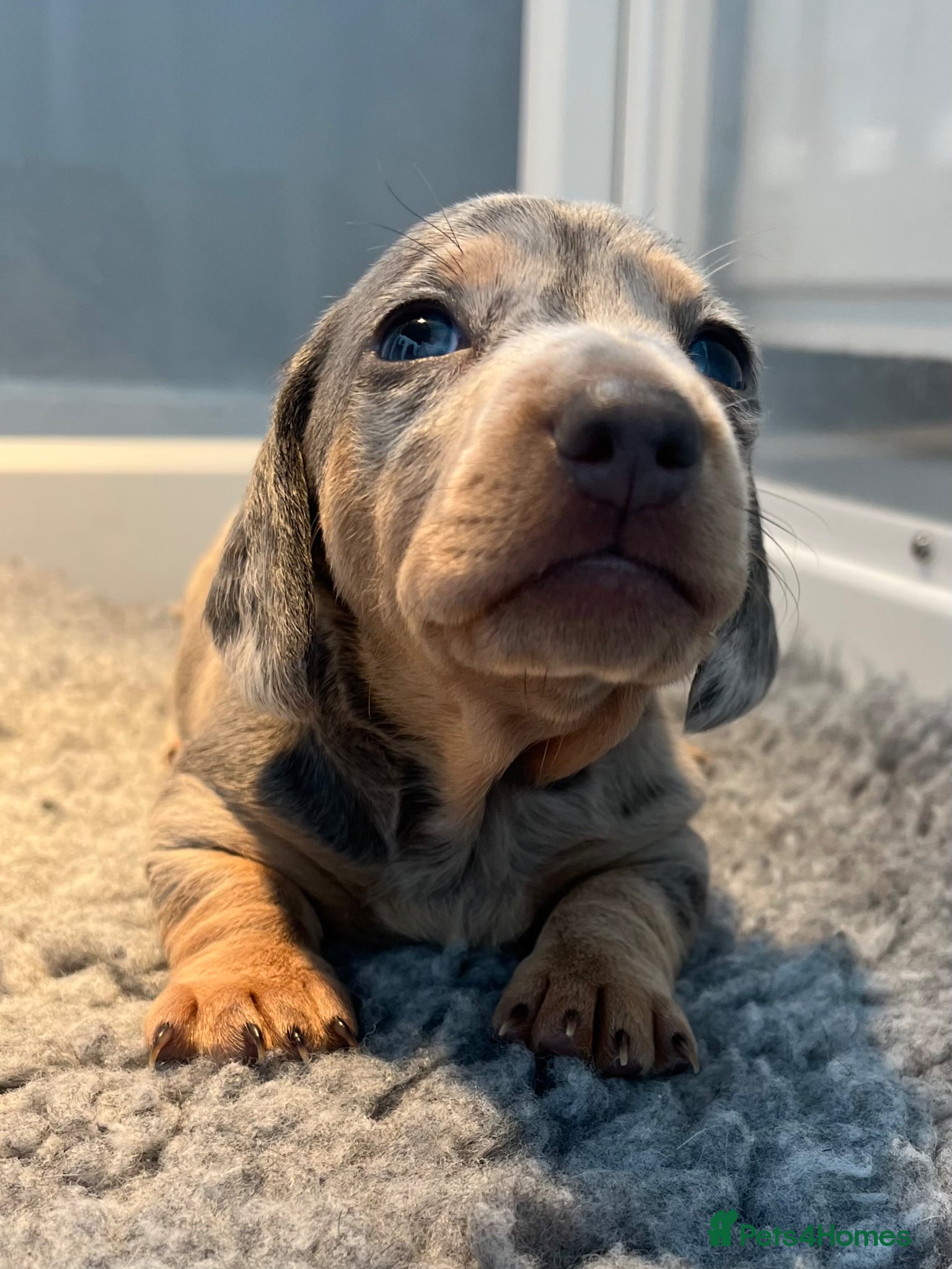Miniature Dachshund dogs Miniature Dachshund puppies  - Advert 18
