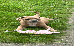 Staffordshire Bull Terrier dogs for sale: Female staffy  - Image 5