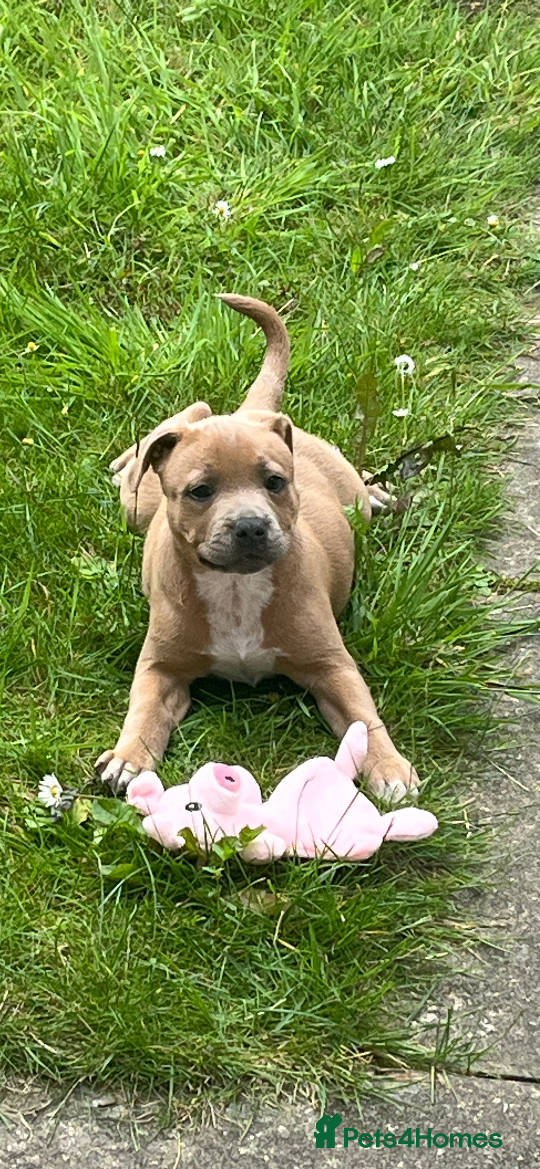 Staffordshire Bull Terrier dogs for sale: Female staffy  - Image 5