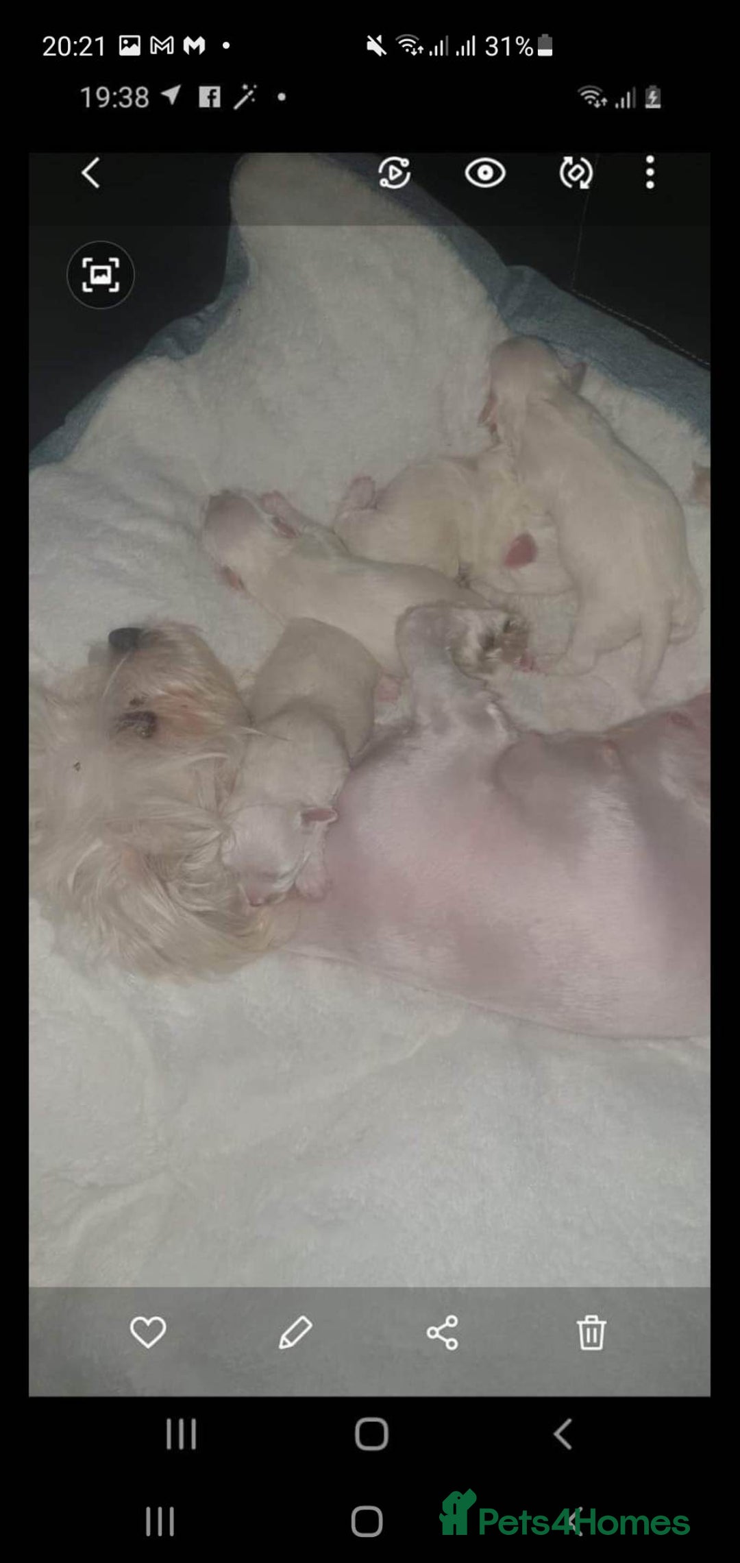 Maltese dogs for sale: Maltese puppies  - Image 4