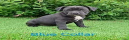 Staffordshire Bull Terrier dogs for sale: Classic Staffordshire Bull Terrier Puppies  - Advert 9