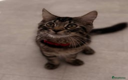 Maine Coon cats for sale: Beautiful loyal Maine coon X kitten for a new home - Image 4