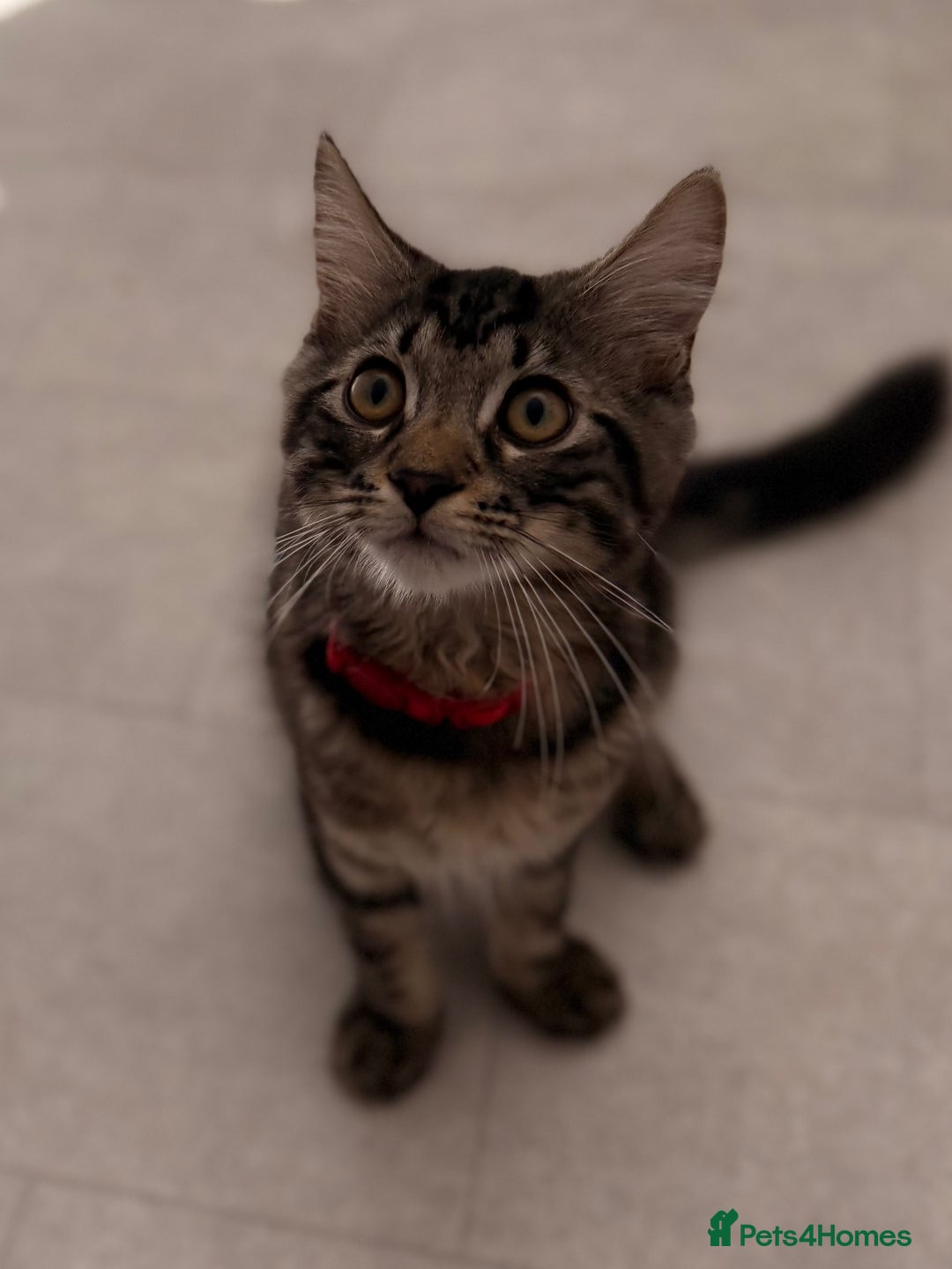 Maine Coon cats for sale: Beautiful loyal Maine coon X kitten for a new home - Image 4