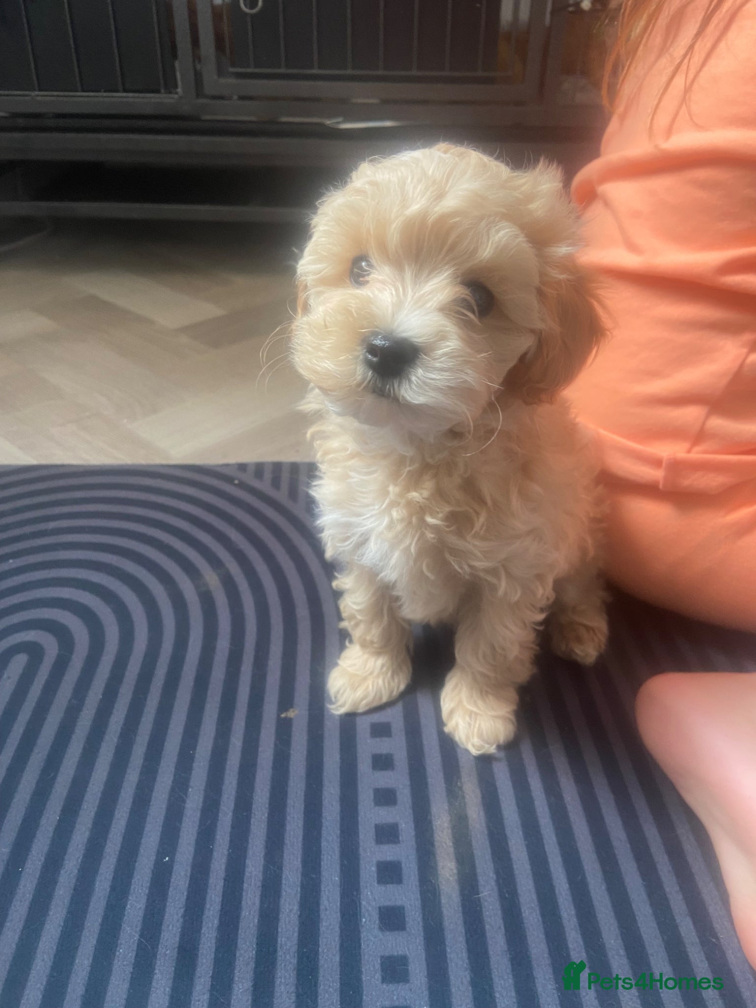 Maltipoo dogs F1 TOY maltipoos🩷💙dna health clear🏆blood - Advert 9