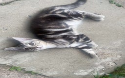 Bengal cats for sale: Bengal Tabby kittens - Image 19