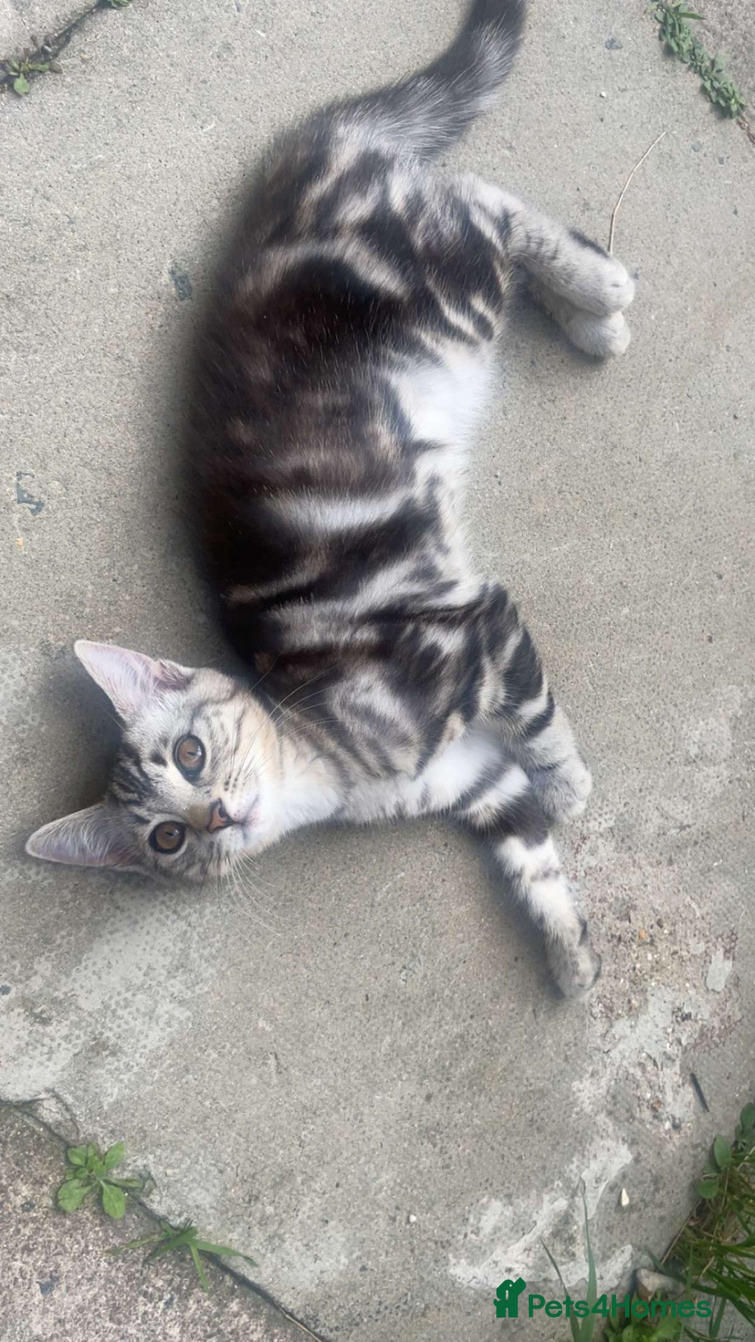 Bengal cats for sale: Bengal Tabby kittens - Image 19