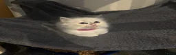 Ragdoll cats for sale: Beautiful girl Ragdolls  - Advert 4