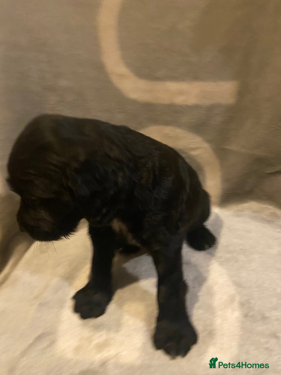 Cocker Spaniel dogs for sale: Beautiful working cocker spaniel pup - Advert 3