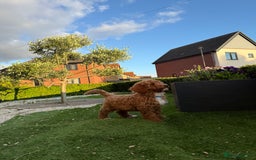 Poochon dogs for sale:  Loving Puppies Looking for Their Forever Homes 🏡 - Image 7