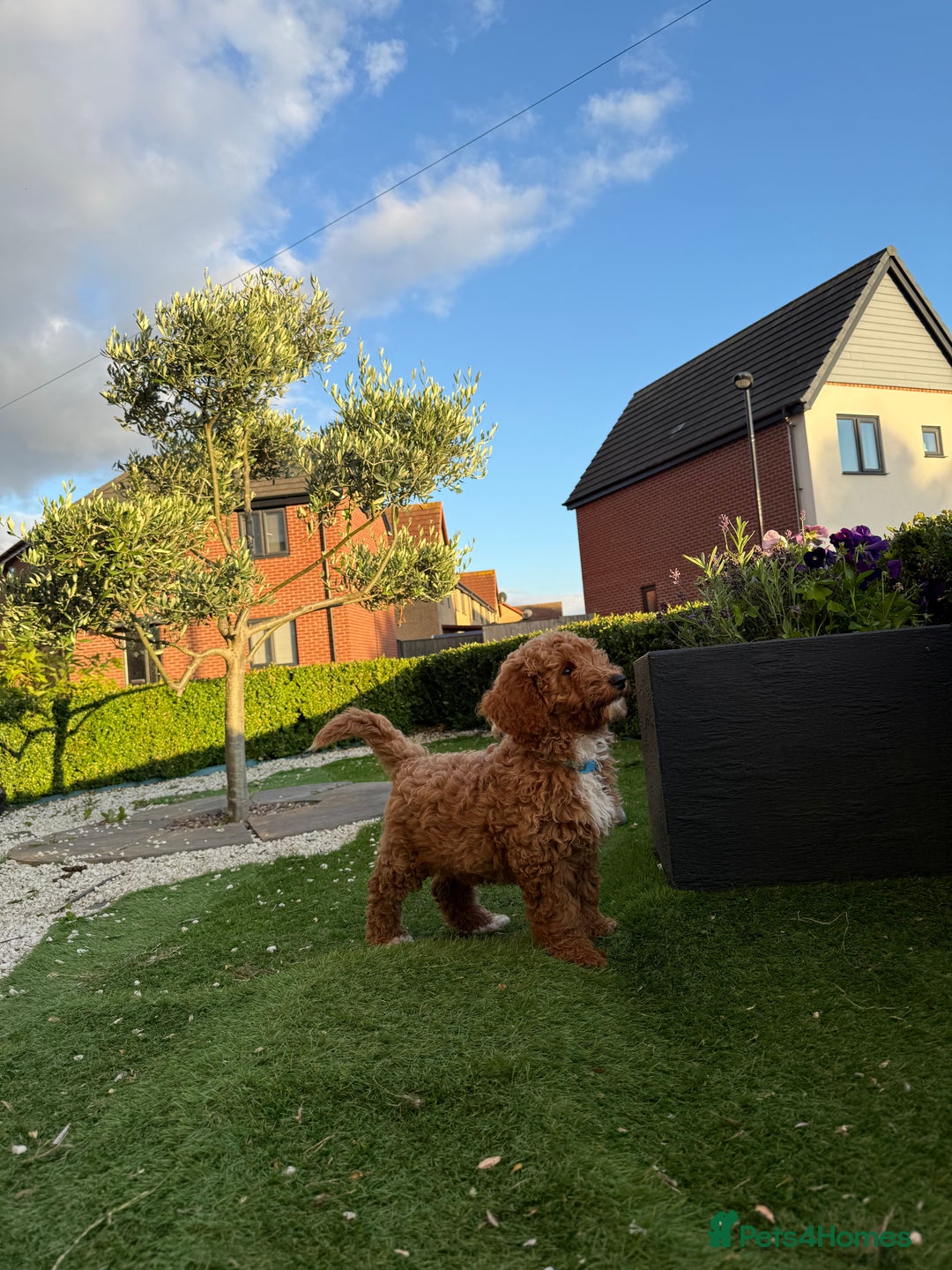 Poochon dogs for sale:  Loving Puppies Looking for Their Forever Homes 🏡 - Image 7