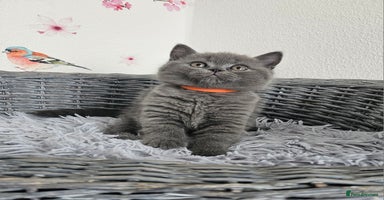 British Shorthair cats - Advert 7