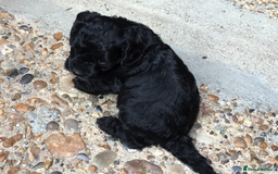 Cockapoo dogs for sale: Gorgeous F1 Cockapoo puppies - Image 11