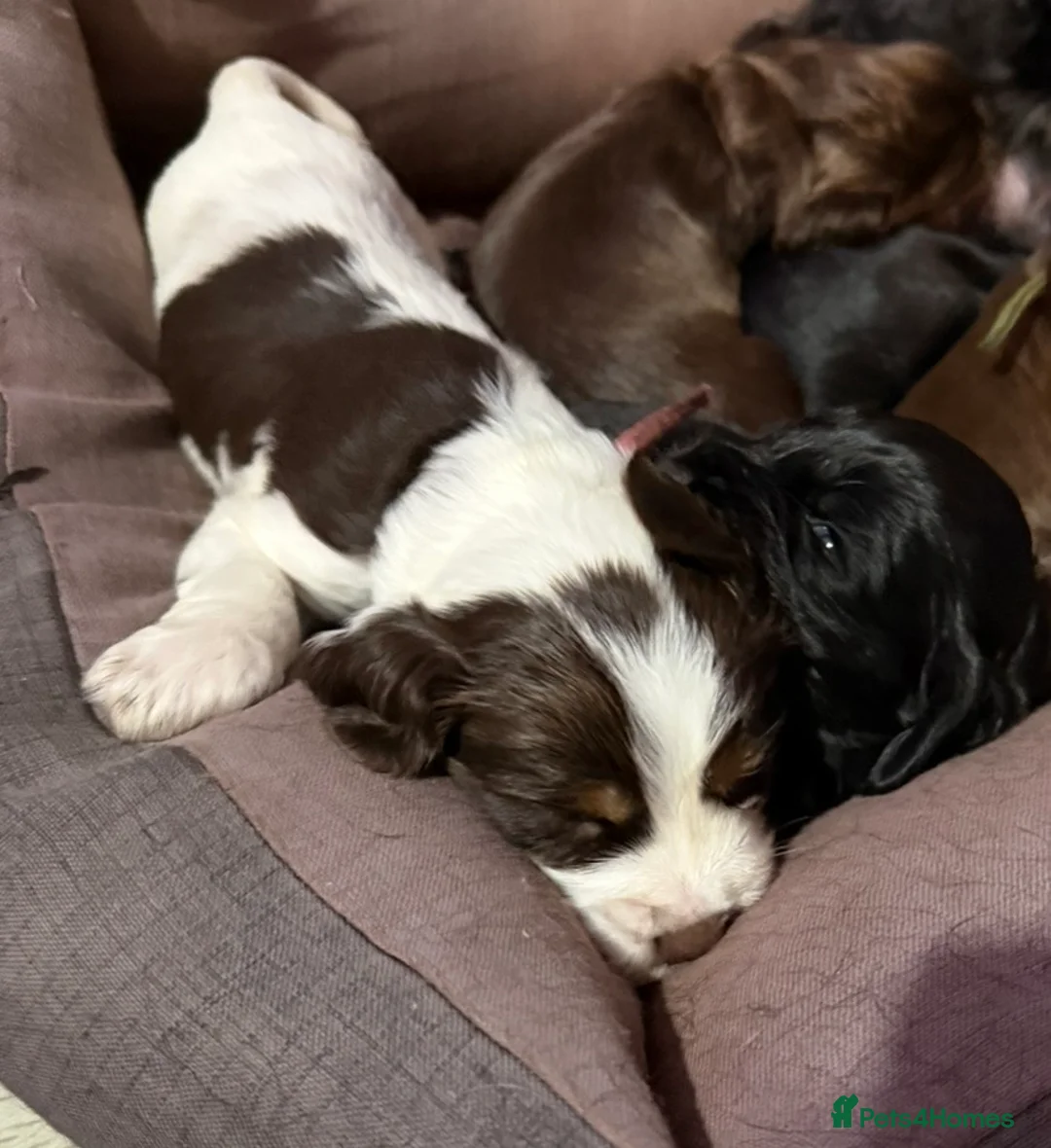 Cocker Spaniel dogs for sale: One male and 1 female show cocker spaniel pup - Advert 3