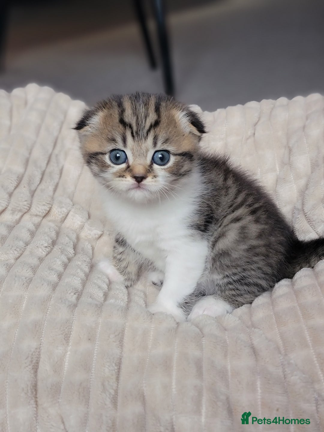 Scottish Fold cats for sale: Scottish fold - Advert 23