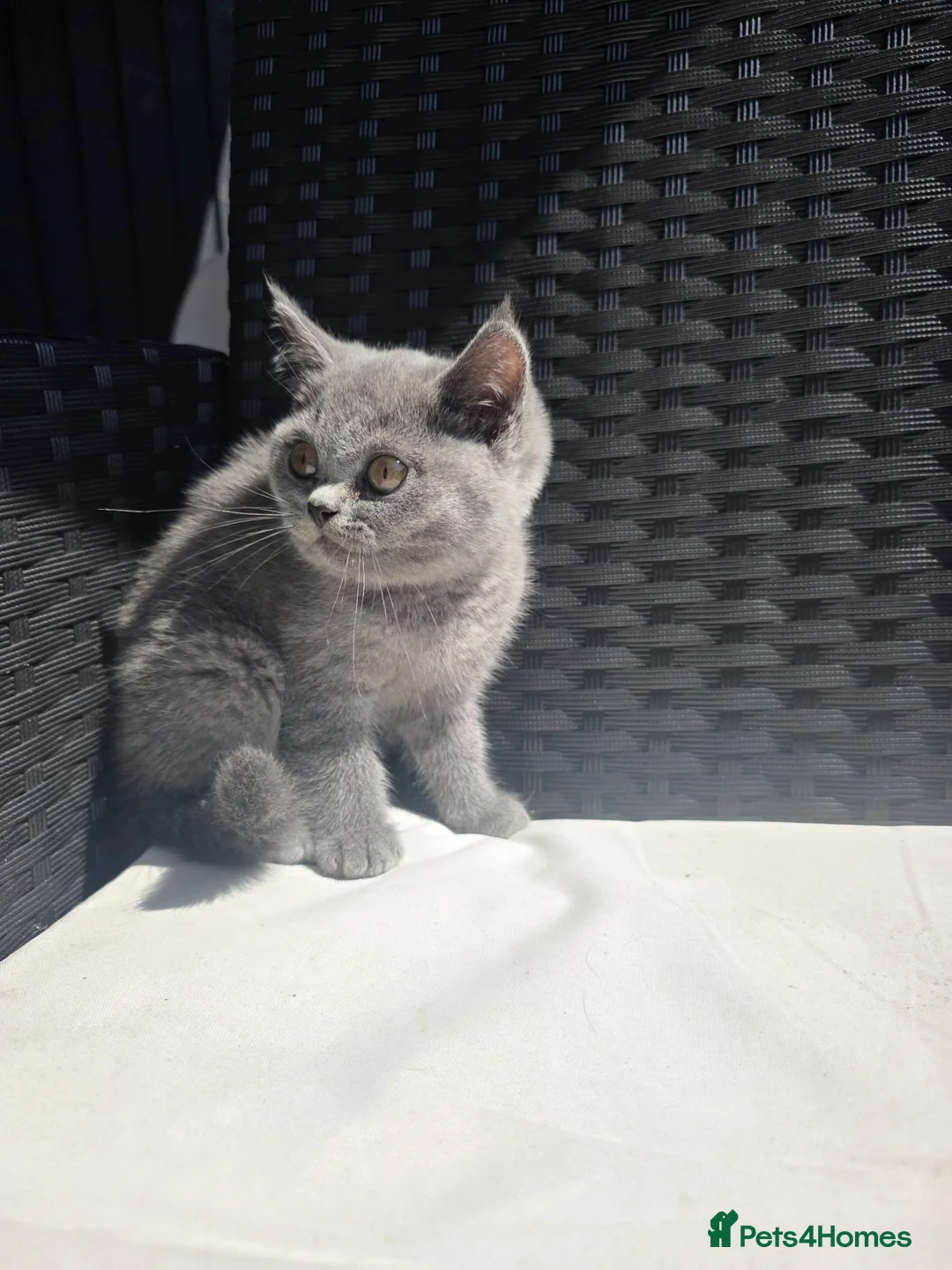 Scottish Fold cats for sale: 😍Stunning scottish straights from champion line😍 - Advert 6