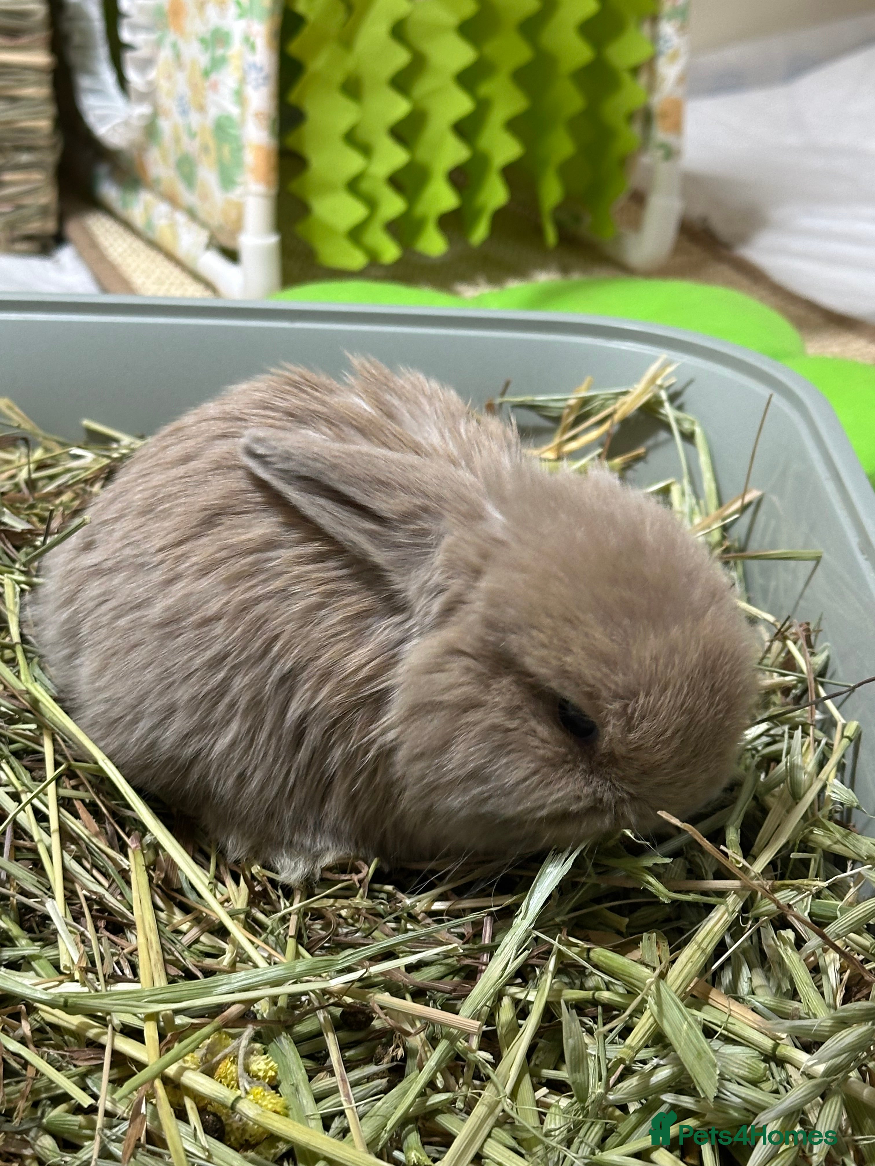 Mini Lop rabbits Mini Lop boy for sale  - Advert 2