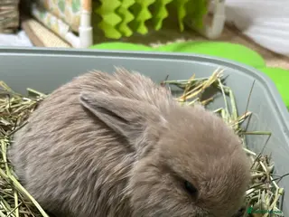 Mini Lop rabbits Mini Lop boy for sale - Advert 2
