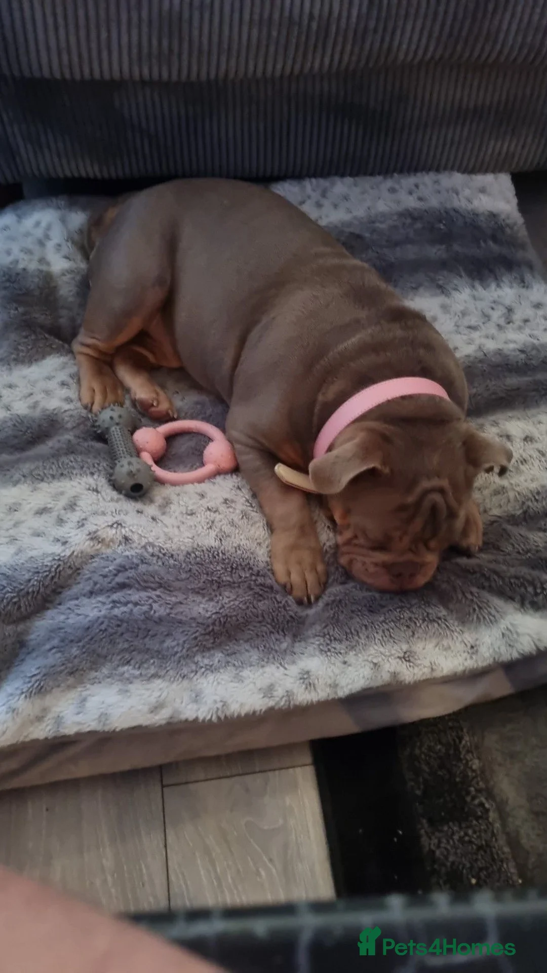 Olde English Bulldogge dogs for sale: 8 Month Olde English Bulldogge £1000 in London - Advert 2
