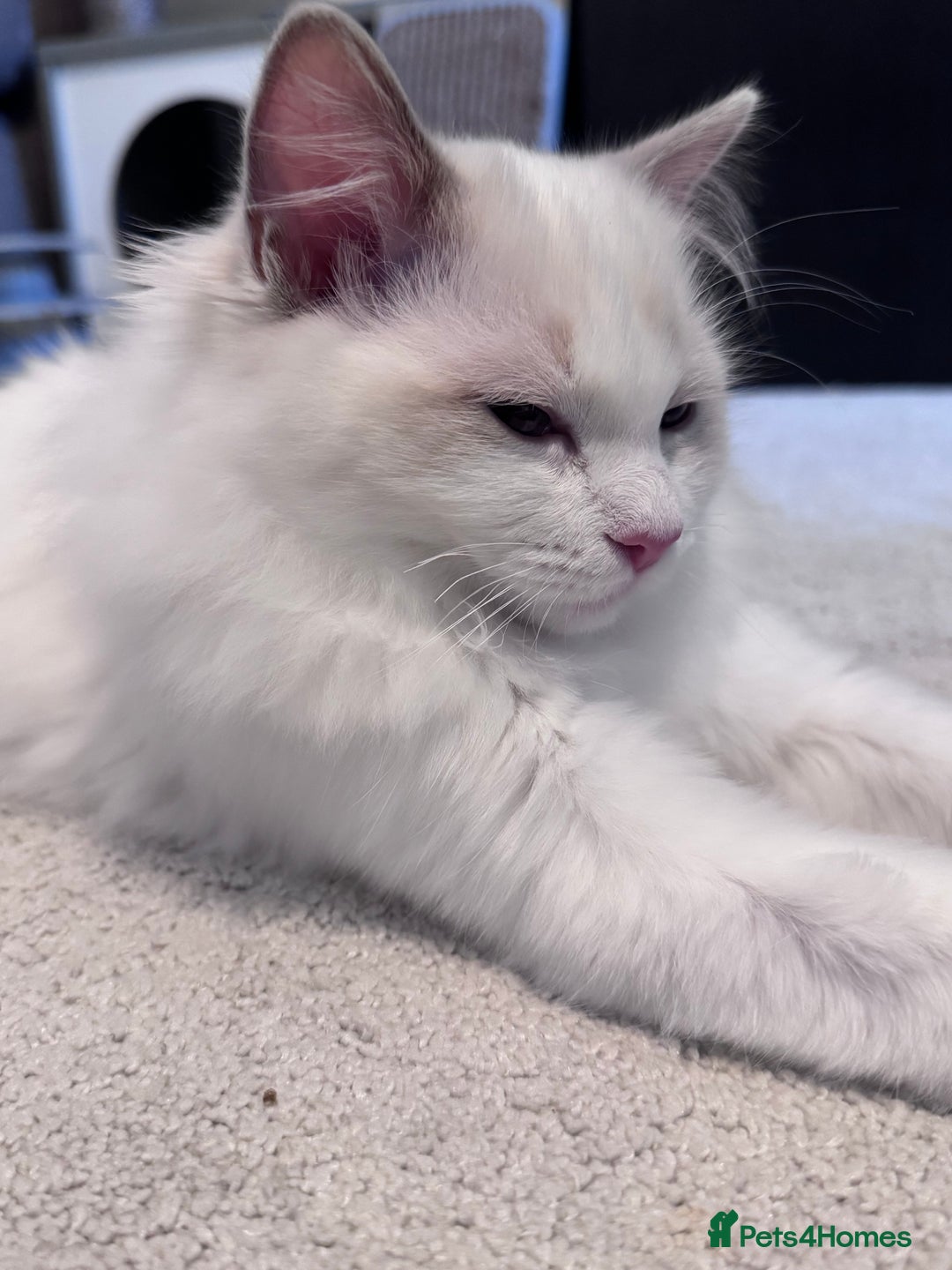 Ragdoll cats for sale: Ragdolls Kittens Blue and lilac  - Advert 4