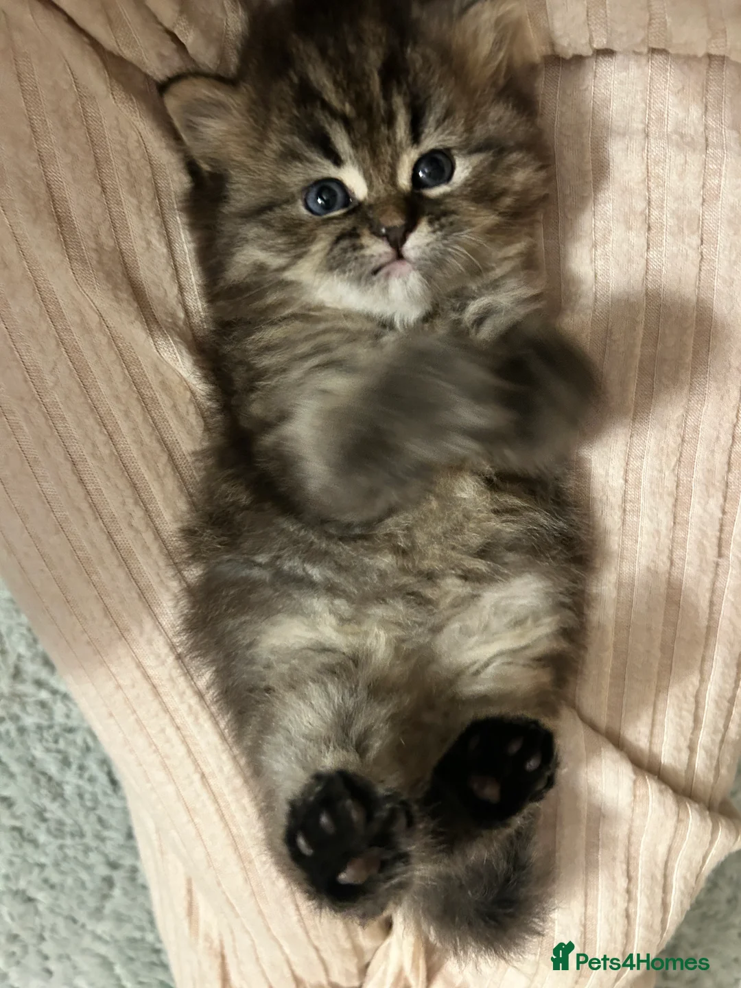 Persian cats for sale: Beautiful Blue Smoked Persian Kitten - Advert 6