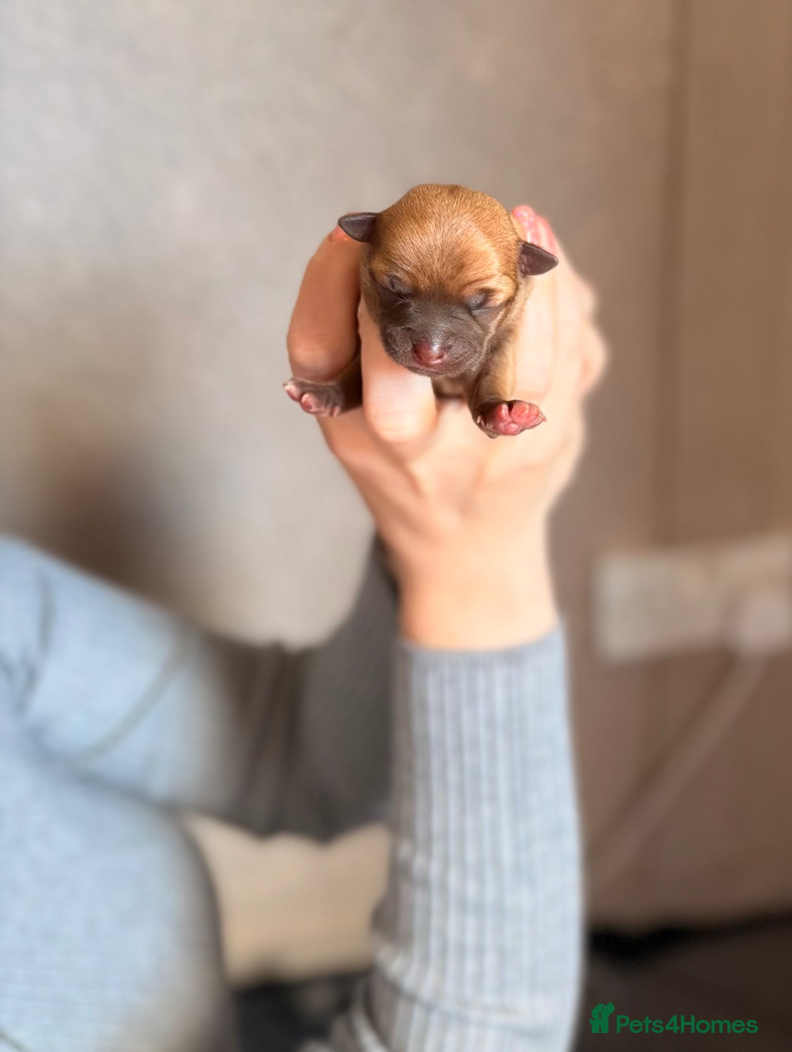 Chihuahua dogs for sale: Three Chihuahua Pup Girls  in Telford - Advert 10