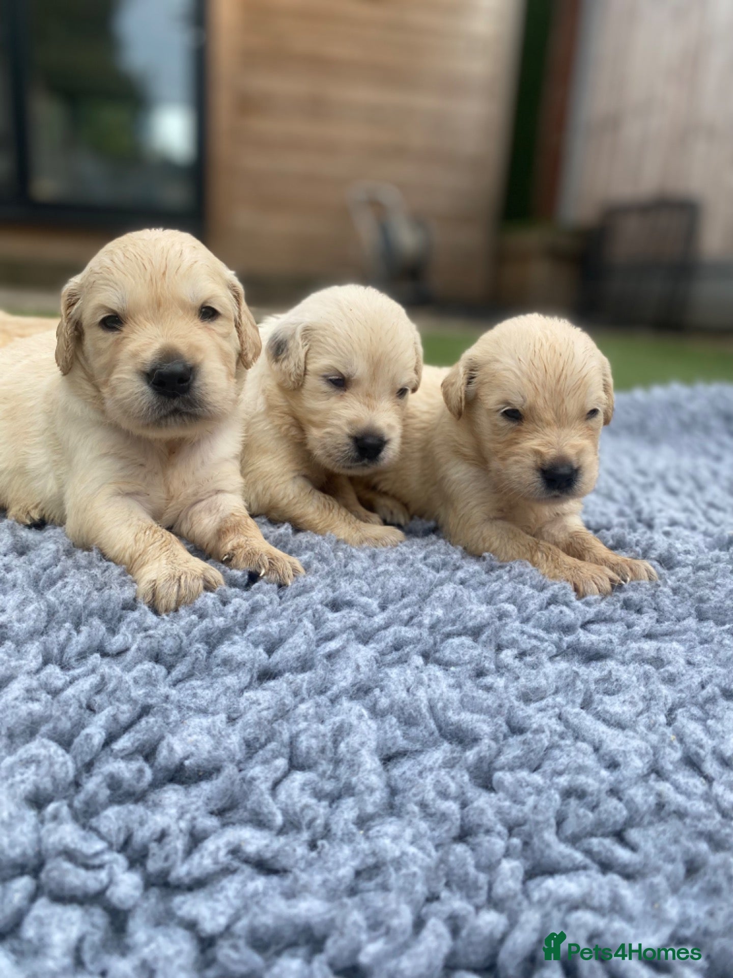 Golden Retriever dogs 🤍Cream / Platinum Golden Retriever Pups 🤍 - Advert 1