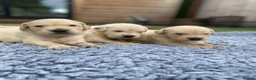 Golden Retriever dogs for sale: 🤍Cream / Platinum Golden Retriever Pups 🤍 - Advert 1