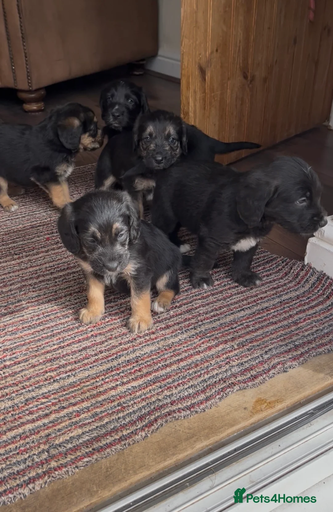 Cockapoo dogs for sale: Cockapoo puppies  in Bedworth - Advert 1