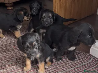 Cockapoo dogs Cockapoo puppies - Advert 1