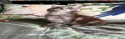 Maine Coon cats for sale: European Maine coon kittens - Advert 2
