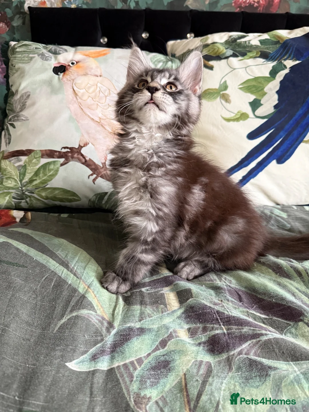 Maine Coon cats for sale: European Maine coon kittens - Advert 2