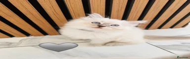Ragdoll 1