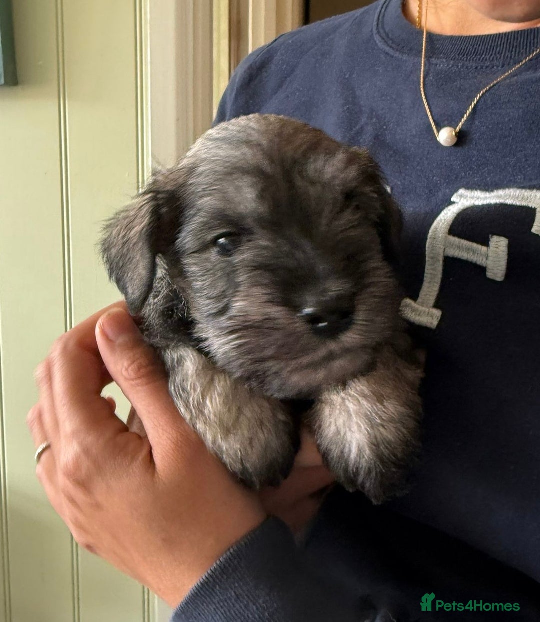Miniature Schnauzer dogs for sale: 6 adorable Miniature schnauzer puppies  - Image 8